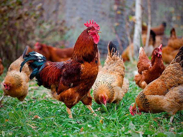 Породы куриц | ЗооТом - продажа, вязка и услуги для животных в Бологое