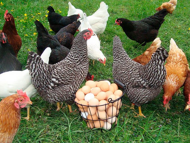Содержание кур и уход за ними | ЗооТом - продажа, вязка и услуги для животных в Бологое