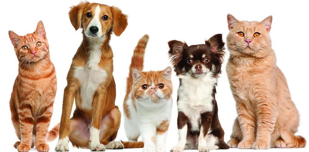 Доска объявлений о животных | ЗооТом - продажа, вязка и услуги для животных в Бологое