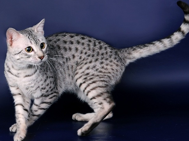 Породы кошек в Бологое | ЗооТом портал о животных