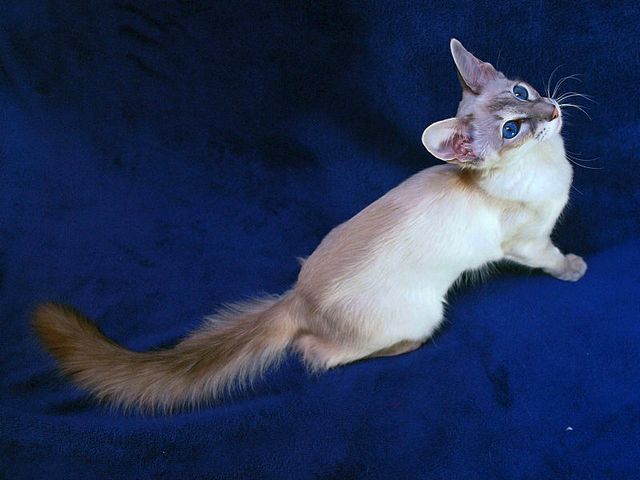 Выведенные породы кошек в Бологое | ЗооТом портал о животных