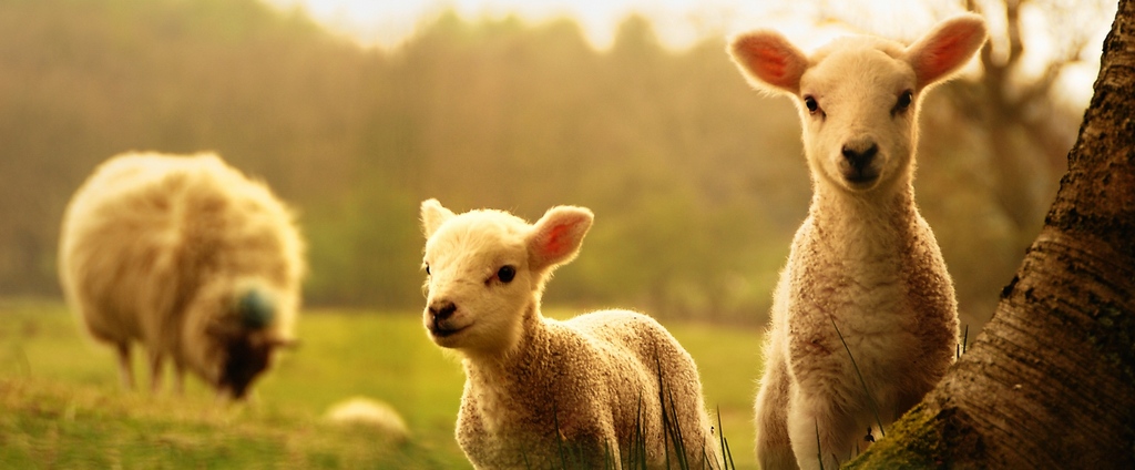 Объявления о сельскохозяйственных животных | ЗооТом - продажа, вязка и услуги для животных в Бологое