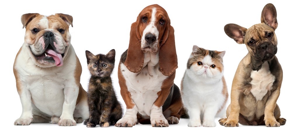 Объявления о животных | ЗооТом - продажа, вязка и услуги для животных в Бологое
