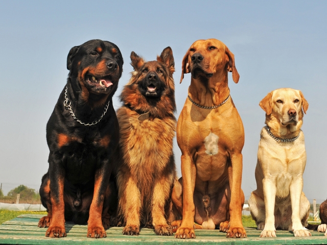 Крупные породы собак в Бологое | ЗооТом портал о животных