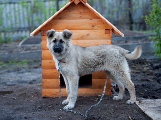 Все о собаках в Бологое